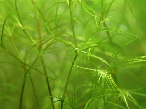 Najas ancistrocarpa iNat (3)
