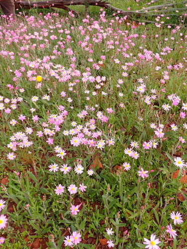Image of Pink Everlasting (Schoenia cassiniana) by (c) Nina Kerr, some rights reserved (CC BY)