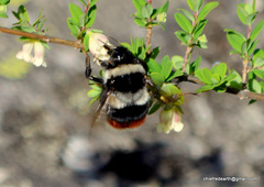 Bombus rufofasciatus