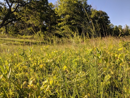Stipa spartea iNat (1)