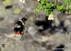 Bombus rufofasciatus