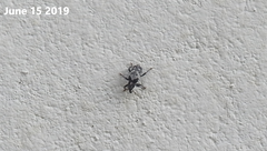 Pimelocerus elongatus