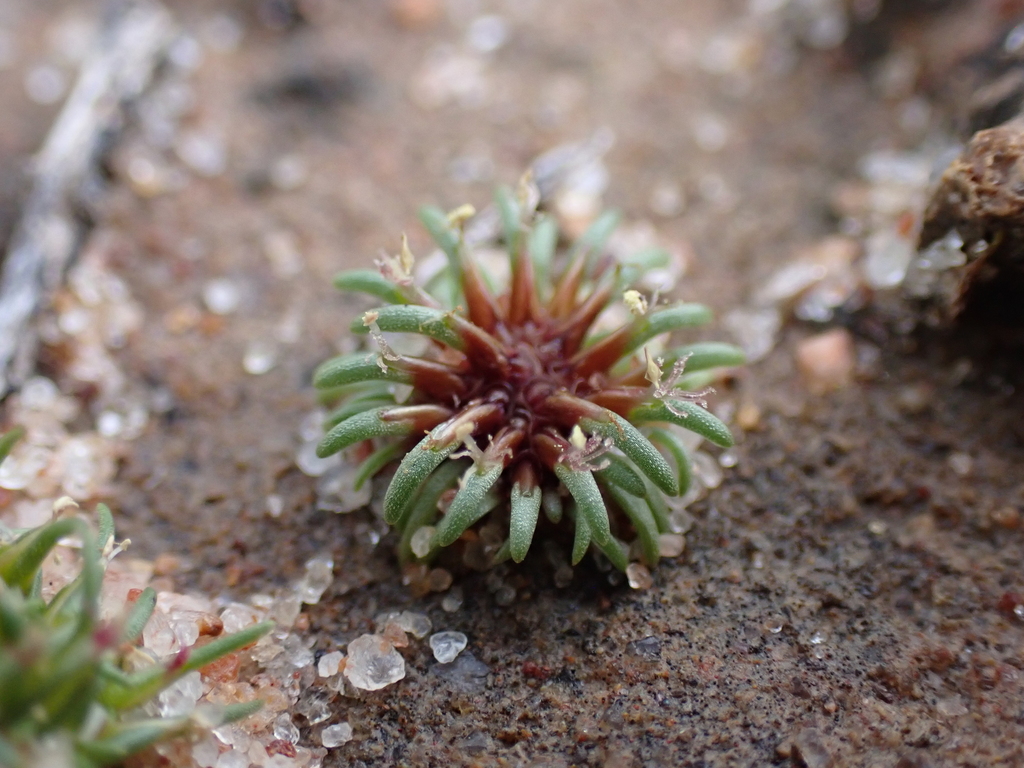 Centrolepis humillima