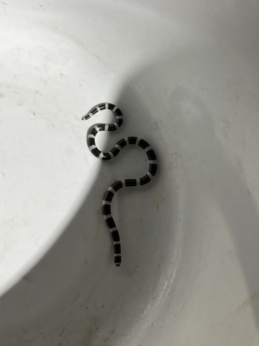 Eastern Bandy Bandy sighting