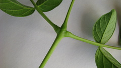 Jacaranda jasminoides