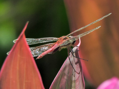 Tramea abdominalis