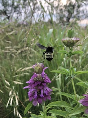 Bombus pensylvanicus