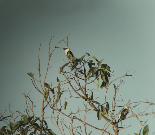 White-headed Barbet (Lybius leucocephalus), photo 8