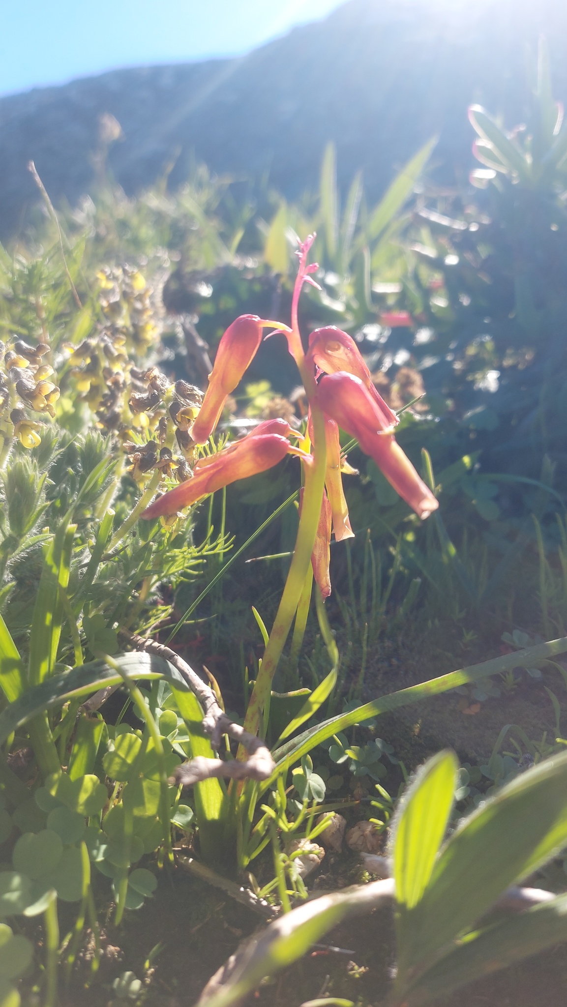 Threetone Viooltjie (Lachenalia aloides)