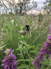Bombus pensylvanicus