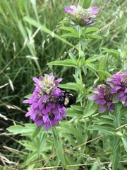Bombus pensylvanicus