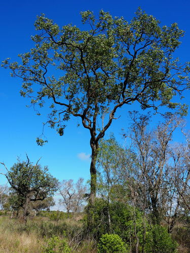 Silver-leaved Ironbark
