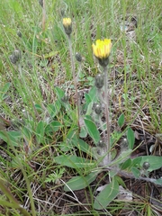 Pilosella flagellaris