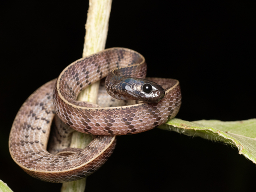 Photo of a Inger’s Slug Snake (Asthenodipsas ingeri)