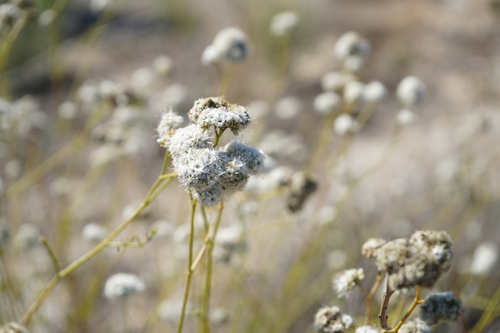 Egyptian soaproot (Gypsophila struthium)