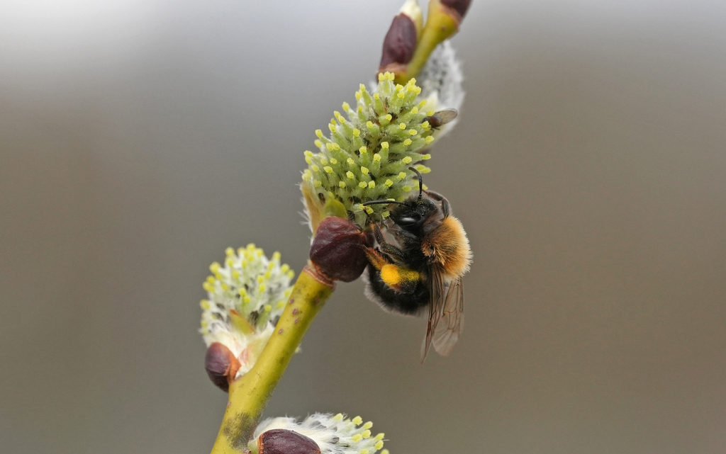 Clarke's Mining Bee