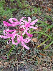 Nerine bowdenii bowdenii