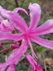 Nerine bowdenii bowdenii
