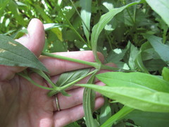 Behenantha