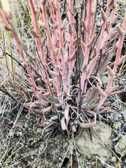 Dudleya abramsii bettinae