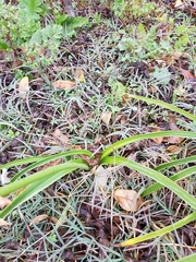 Nerine bowdenii bowdenii