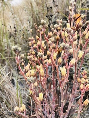 Dudleya abramsii bettinae