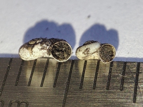 Valvata macrostoma observed 2024-08-09
