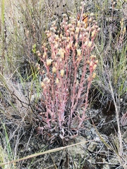 Dudleya abramsii bettinae