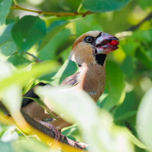 Hawfinch (Coccothraustes coccothraustes), photo 9