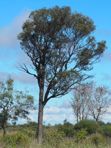 Brigalow