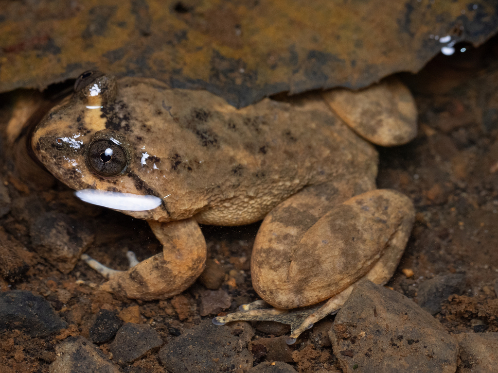Limnonectes mocquardi