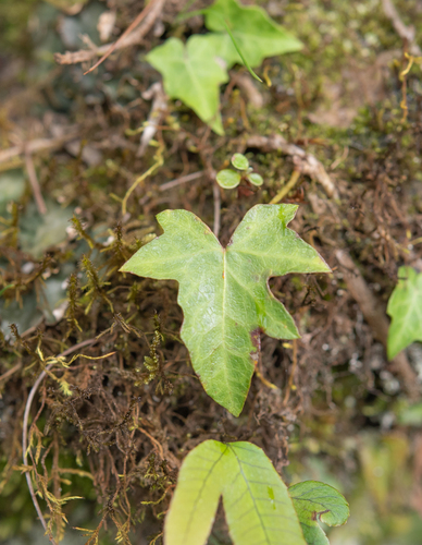 Hedera nepalensis, photograph 4