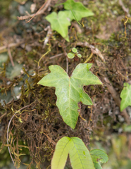 (c) Morten Ross, some rights reserved (CC BY) Hedera nepalensis, photograph (c) Morten Ross, some rights reserved (CC BY)