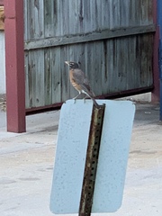 Turdus migratorius