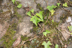(c) Morten Ross, some rights reserved (CC BY) Hedera nepalensis, photograph (c) Morten Ross, some rights reserved (CC BY)
