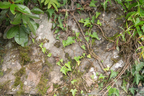 Hedera nepalensis, photograph 5