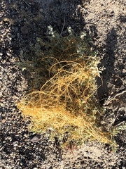 Cuscuta denticulata
