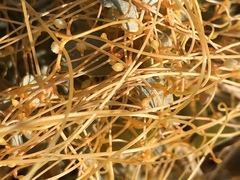 Cuscuta denticulata