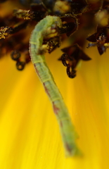 Chlorochlamys chloroleucaria