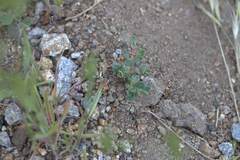 Acmispon brachycarpus