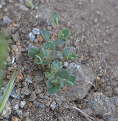 Acmispon brachycarpus