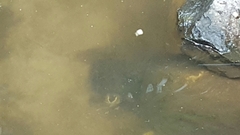 Cuora amboinensis kamaroma