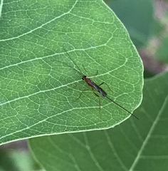 Macrocentrinae