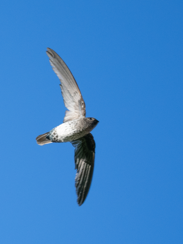 Plume-toed Swiftlet (Collocalia affinis) photo