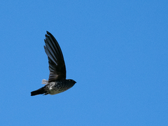 Plume-Toed Swiftlet photo 5