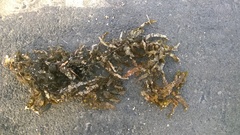 Sargassum scabridum