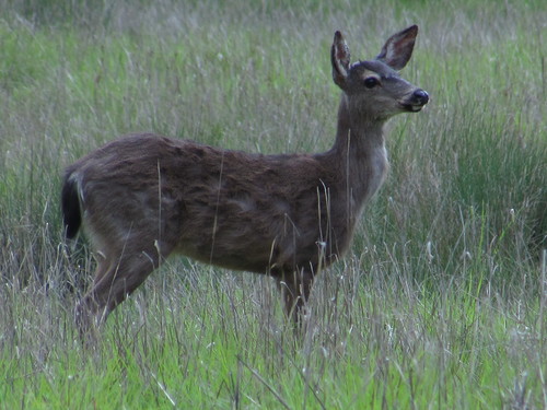 iNaturalist observation photo of Columbian Black-tailed Deer