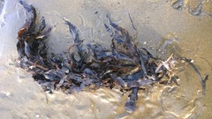 Carpophyllum flexuosum