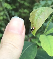 Cryptocephalus guttulatus