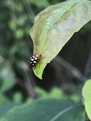 Cryptocephalus guttulatus